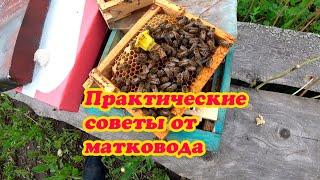 РАЗДАЧА МАТОЧНИКОВ ПОСЛЕ ОТБОРА ПЛОДНЫХ МАТОК ИЗ НУКЛЕУСОВ, ПРАКТИЧЕСКИЕ СОВЕТЫ МАТКОВОДА.