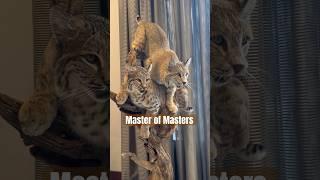 World Taxidermy Championships - Master of Masters  #taxidermy #taxidermyart #worldtaxidermy