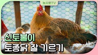 [농업기술동영상] 신토불이, 토종닭 잘 기르기