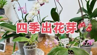 【25007】家养蝴蝶兰，为什么四季出花芽，多次开花【静姐说花】有字幕