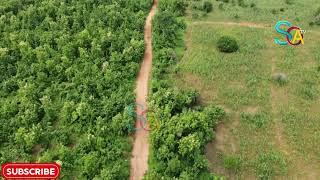 RICH VEGETATION OF GHANA