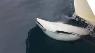 Pacific white sided dolphin “love” our boat