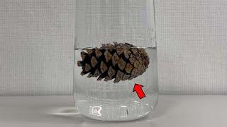 What Happens When You Put Pinecones in Water...?