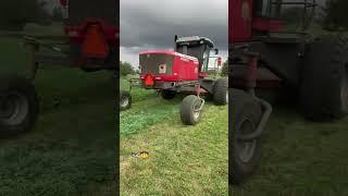 Cutting alfalfa in northern California Heston, Massey Ferguson