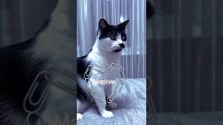 ️️ #cat #cats #cute #marsik #youtube