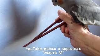 13-5 Попугай ручной постоянно лезет на руки, мешает мне учиться правильно держать палочки