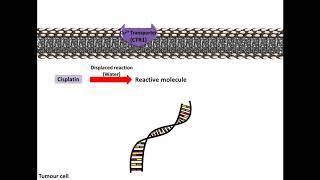 Clisplatin - Mechanism of Action