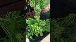 Два способа как сохранить зелень свежей