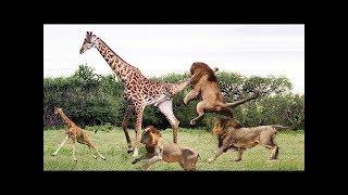 Amazing young lion fight you  must watch