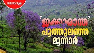 പച്ചപ്പിന് നടുവിലെ വയലറ്റ് വസന്തം | Jacaranda Flower | Munnar