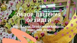 Цветение орхидей на балконе. Пышное цветение орхидей. Домашнее цветение орхидей.Орхидеи цветут.