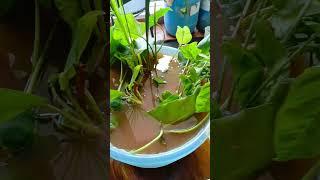 Indoor water garden by balcony door. Use water loving indoor plants, guppies and mollies fish.