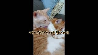 알콩달콩 고양이