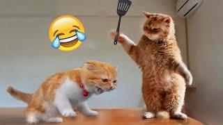  Best Cats and Dogs Videos  Funny Videos Every Days 