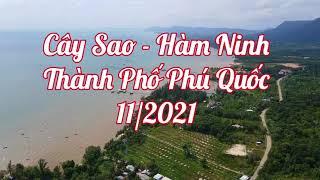 Cây Sao Hàm Ninh - Thành Phố Phú Quốc