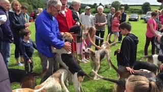 Spooners & West Dartmoor foxhounds at Mary Tavy Show.