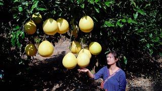 Harvesting Giant Grapefruit in Spring!