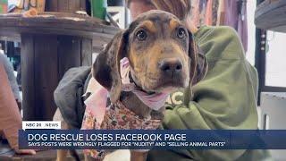 Dog rescue banned from Facebook after being falsely reported for 'nudity', 'selling animal parts'