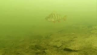 Wildlife world, underwater habitat, natural biotopes.