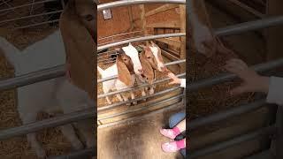 SHE LOVED THE GOATS #babygirl #cute #GOATS #shorts #animals