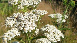 Achillea millefolium - Common yarrow