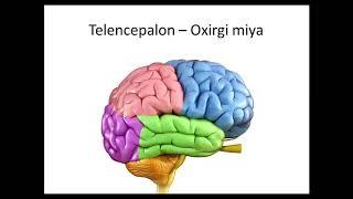 Oxirgi miya_Охирги мия_Telencepalon Иброхимова Л.И