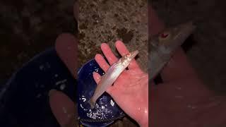 太可惡了吧！竟然會裝死！ 這演技實在是高超。 #shrots #fishing #夜釣り