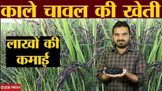 काले चावल की खेती | Black Rice farming | kale chawal ki kheti | black paddy farming | Rice farming