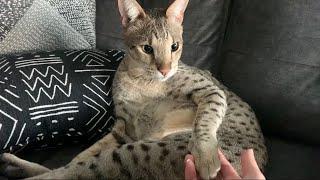 Savannah Cats Good Morning #cats #cute