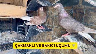 BAKICILAR TAKLACI ÇIKTI  ÇAKMAKLI İLE BAKICILARI UÇURDUK - Güvercin Oyunkuşu