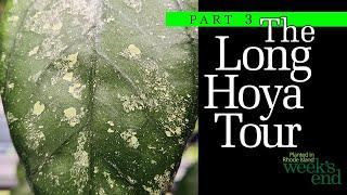 THE LONG HOYA TOUR - PART 3 - The Final Episode of My Hoya Tour With 70 Hoya and Dischidia Varieties