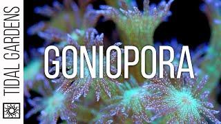 Goniopora Coral Care Tips