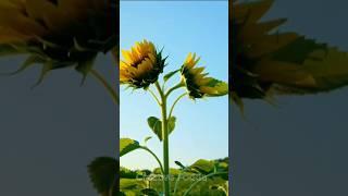 How the flowers bloomed on the tree#ai#shorts#viral#flowers#animation#2025
