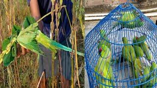 Glue traping!! Birds catching!! Parrot bird traping!! Tota Pakdne ka ashan Tarika !!