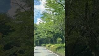 What’s that sakura tree #shortvideo #travel #suraj #