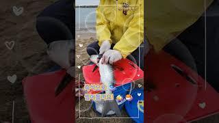 숭어 한번 썰어볼까나?#염전해변, #숭어, #투망, #찍지마라, #fishing, #Shorts
