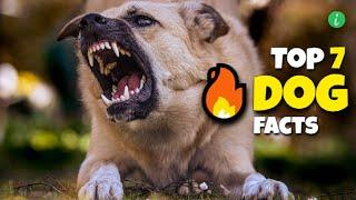 Top 7 Dog Facts That Will Amazed You | Dog Facts | Info Hifi