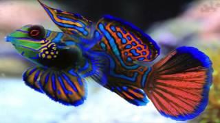 mandarin goby : saltwater aquarium fish are hard to keep