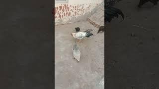 https://youtu.be/8SbJqawCqX0?si=qsLkVEq-C6SYox7O morgi na anda da dia