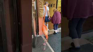 orange flamingo is there #bird #feedshorts #shorts #shortsyoutube #shortfeed #animallover #animals