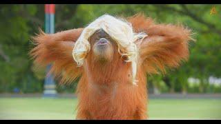 Animalia - The Orangutans wear hair