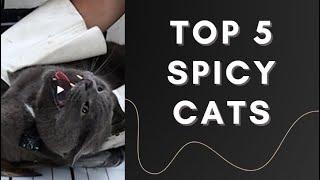 Top 5 angry CATS !!