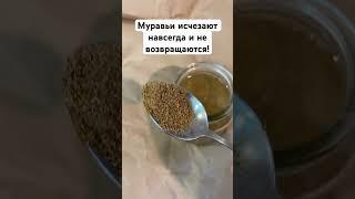 Муравьи исчезают навсегда и не возвращаются! #дача #огород #сад #муравьи
