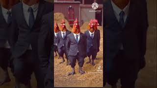 Very funny video