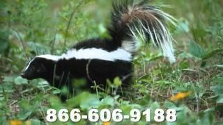 A plus wildlife Control Commercial 2.0_0001.wmv