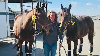 Adoptable Horses from SecondStride.org The versatility of the thoroughbred