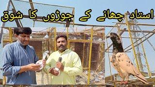 lakhe Joro Ka shoq ||TALHA PIGEON CLUB