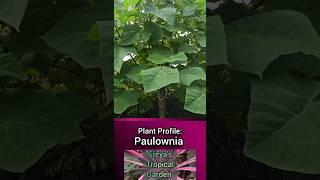 Plant Profile: Paulownia (Princess Tree)