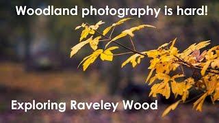 Woodland Photography - Raveley Woods