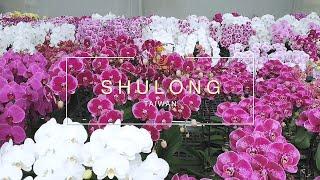 Orchid Flask Seedlings, Taiwan Orquideas Phalaenopsis, Taiwan Orchid Plants-Shulong